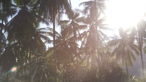 Small water splashes from the sprinkler and palm grove blurred with sunshine. Stock Footage 107515738