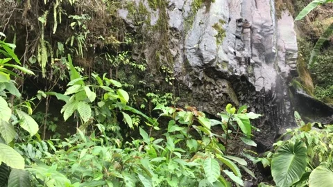 Small Water Stream and Lush Plants on a Rocky Cliff in Tropical Forest Stockbeeldmateriaal 347593229