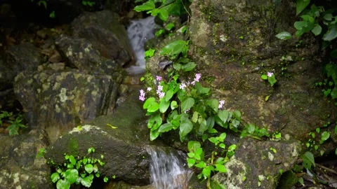 Small water stream in country side Stock Footage 314754078