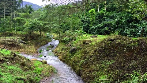 Small water stream in country side Stock Footage 315519684