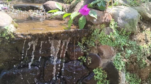 Small water stream flowing over stone wall with flower 스톡 동영상 347377735