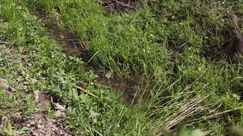 Small water stream in the forest Stock Footage 63378287