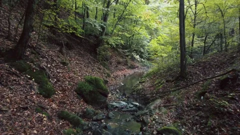 Small water stream in a forest Stock Footage 163048294