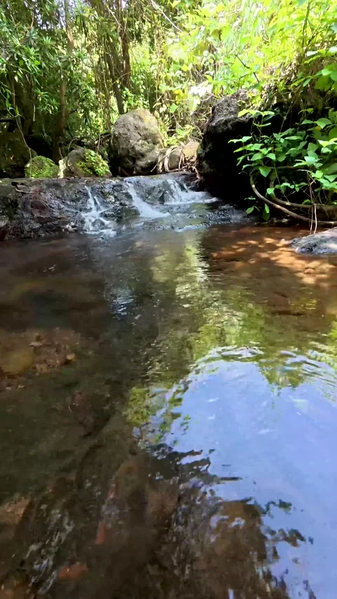 Small water stream  in the forests of western Ghats in Kerala, India. Stock Footage 320977018