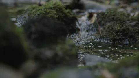 Small water stream with moss Stock Footage 89328231