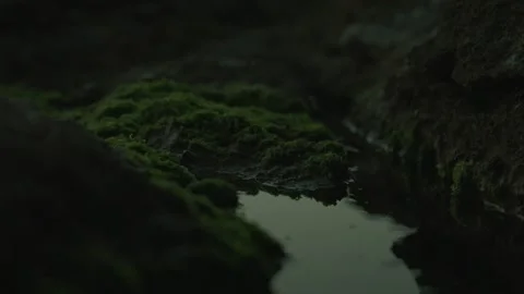 Small Water Stream With Moss Video Stock Footage 273559694