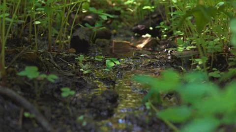 Small water stream Stock Photos