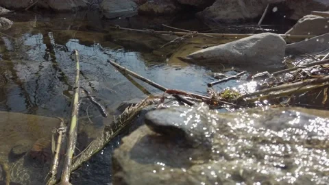 Small water stream with plants at summer Video stock 159993507