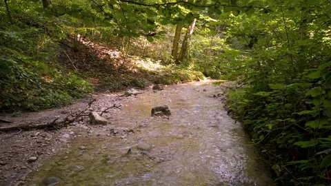 Small water stream running between trees in a forest daytime Stock Footage 157551427