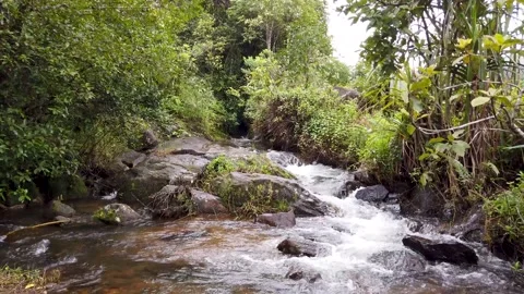 A small water stream silently flowing in the forests of Coorg, India. Stock Footage 161681634