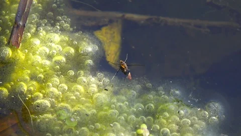 Small Water Strider on River Surface Stock Footage 102628652