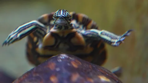 Small water turtle dancing underwater 스톡 동영상 228615224
