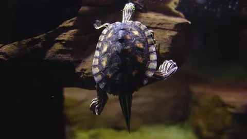 Small water turtle Video stock 241020559