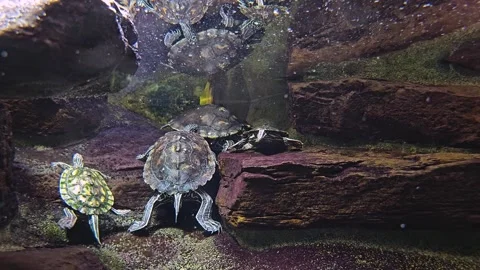  small water turtle  Stock Footage 275478350