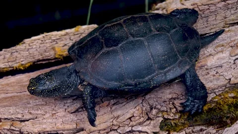 A small water turtle is moving Stock Footage 251379694