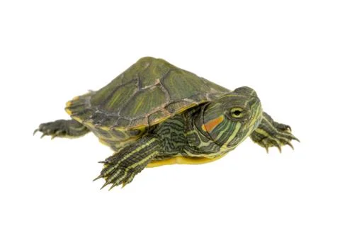 Small water turtle Stock Photos
