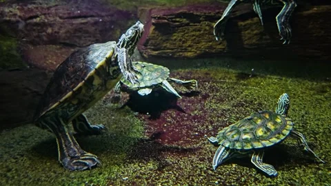 Small water turtle standing Stock Footage 261437816