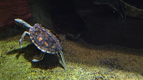 Small water turtle swimming Stock Footage 257349842