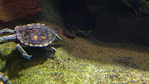 Small water turtle swimming  Stock Footage 257366725