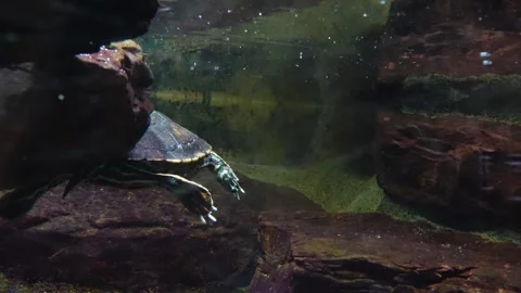 A small water turtle taking a breath Stock Footage 278011073