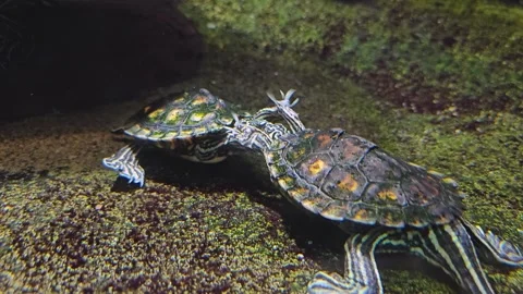 Small water turtles fighting  Stock Footage 252621090