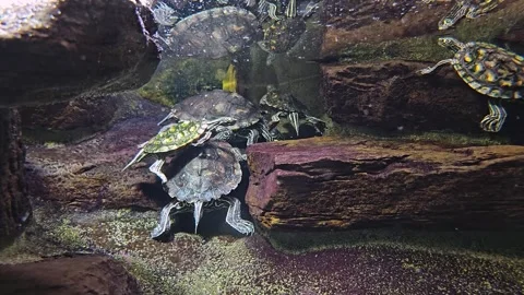 Small water turtles paying  Stock Footage 275559848