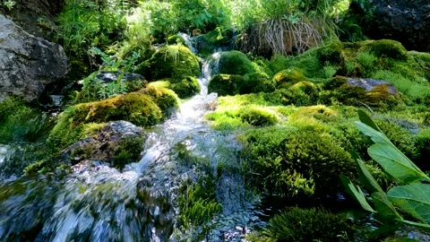 Small waterfall and green algae Stock Footage 198149616