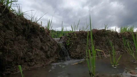 Small Waterfall and Rice Paddy Channel – Cloudy Rural Afternoon in Yogyakarta Video stock 320891948