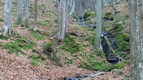 Small Waterfall In Autumn Tree Forest Stock Footage 85450379
