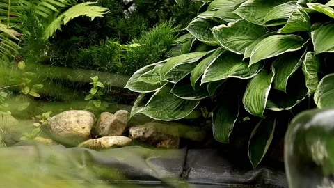 A small waterfall of beautiful plant environments Stock Footage 201496291