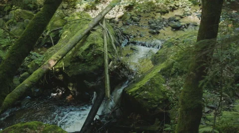A small waterfall that is being blocked by some trees in a forrest. Video stock 63224681