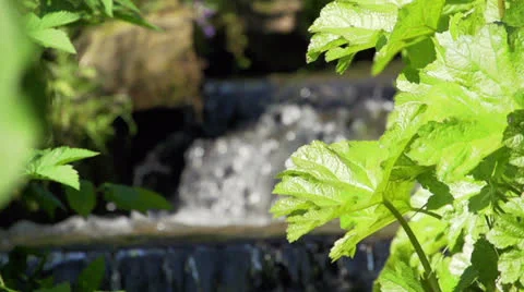 Small waterfall between plants and rocks. Video stock 24579589