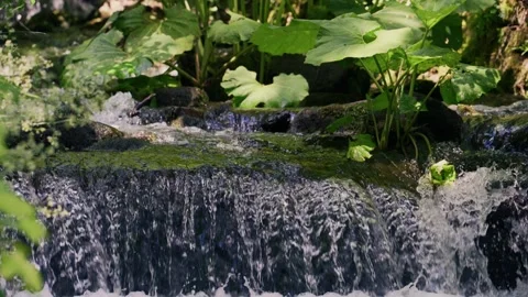 Small Waterfall, Bird Hops, Natural Sound Stock Footage 340408672