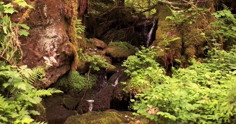 Small waterfall in Black Forest, real time. Stock Footage 132417571