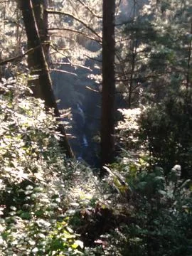 A small waterfall cascades between trees in a lush forest Stock Photos