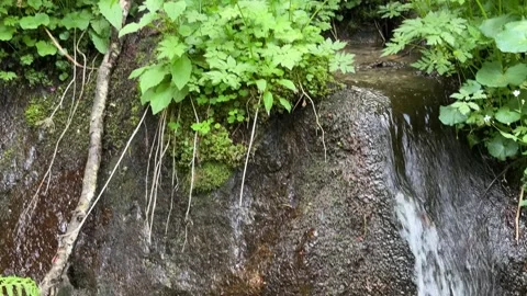 Small Waterfall Cascading Through Mossy Rocks and Green Plants in the Austr.. Stock Footage 343544596