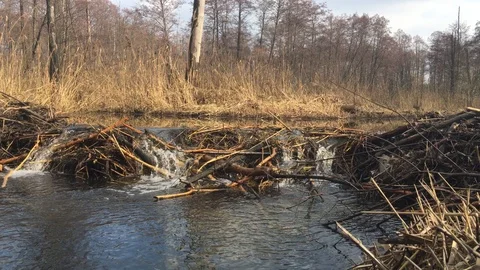 A small waterfall, a dam made by beavers Stock Footage 105016830