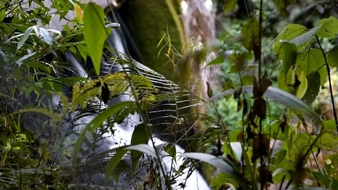 Small waterfall in deep forest, bushes in the foreground 库存影片 100542654