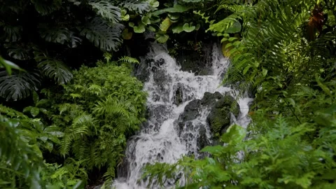 Small waterfall deep in the rainforest. Gimbal slow motion shot of jungle Video stock 259686915