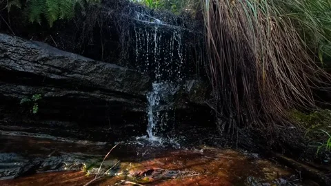 Small Waterfall Flowing Over Dark Rocks in Lush Rainforest Stock-Footage 345012698