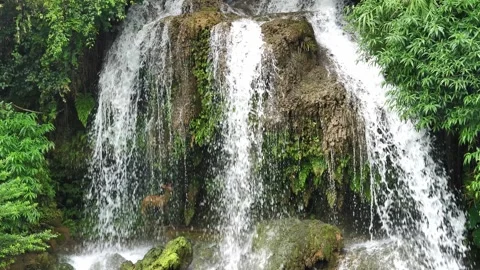 Small waterfall flowing over mossy rocks in a lush tropical forest setting Stock Footage 342277851