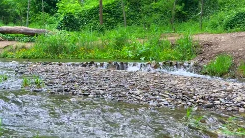 Small Waterfall Flowing Over Rocks in a Forest Stream Surrounded by Greenery Stock Footage 310210737