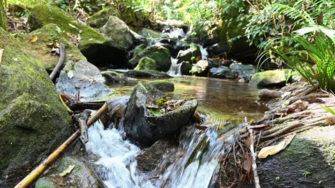 Small waterfall flowing in rainforest. Endless meditative video, stream in tropi Stock Footage 252111427