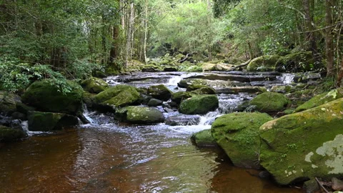 Small waterfall flowing in rainforest. Endless meditative video, stream in tropi Stock Footage 282720189