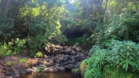 A small waterfall flowing through the forests Video stock 96598719