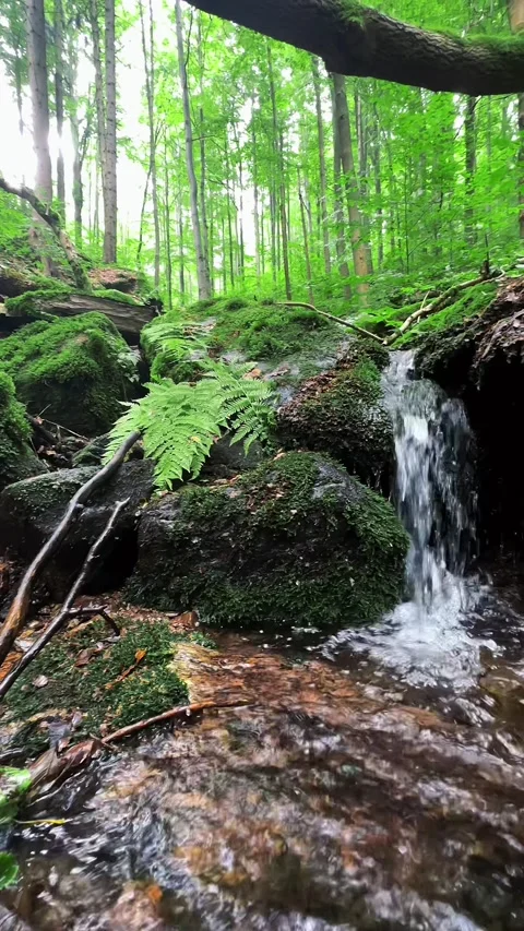 Small Waterfall Flowing Through a Lush Green Forest Stock Footage 303168334