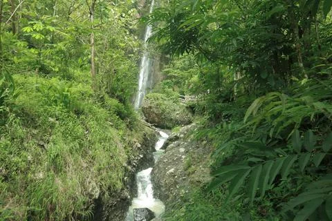 Small Waterfall Flowing Through a Lush Green Forest Stock Photos