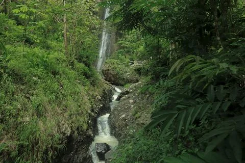 Small Waterfall Flowing Through a Lush Green Forest Stock Photos