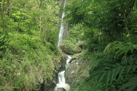 Small Waterfall Flowing Through a Lush Green Forest Stock Photos