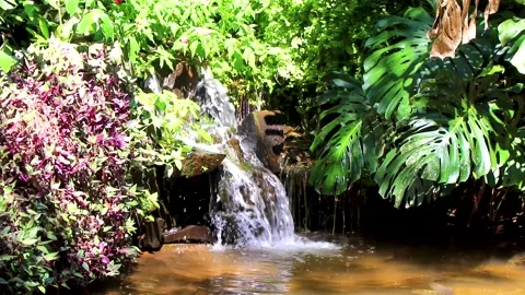 Small waterfall flowing into tropical river inside Parque das Aves Brazil. Vídeos de archivo 344237747